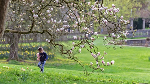 A walking child under a Magnolia tree at Dyffryn Gardens, Vale of Glamorgan